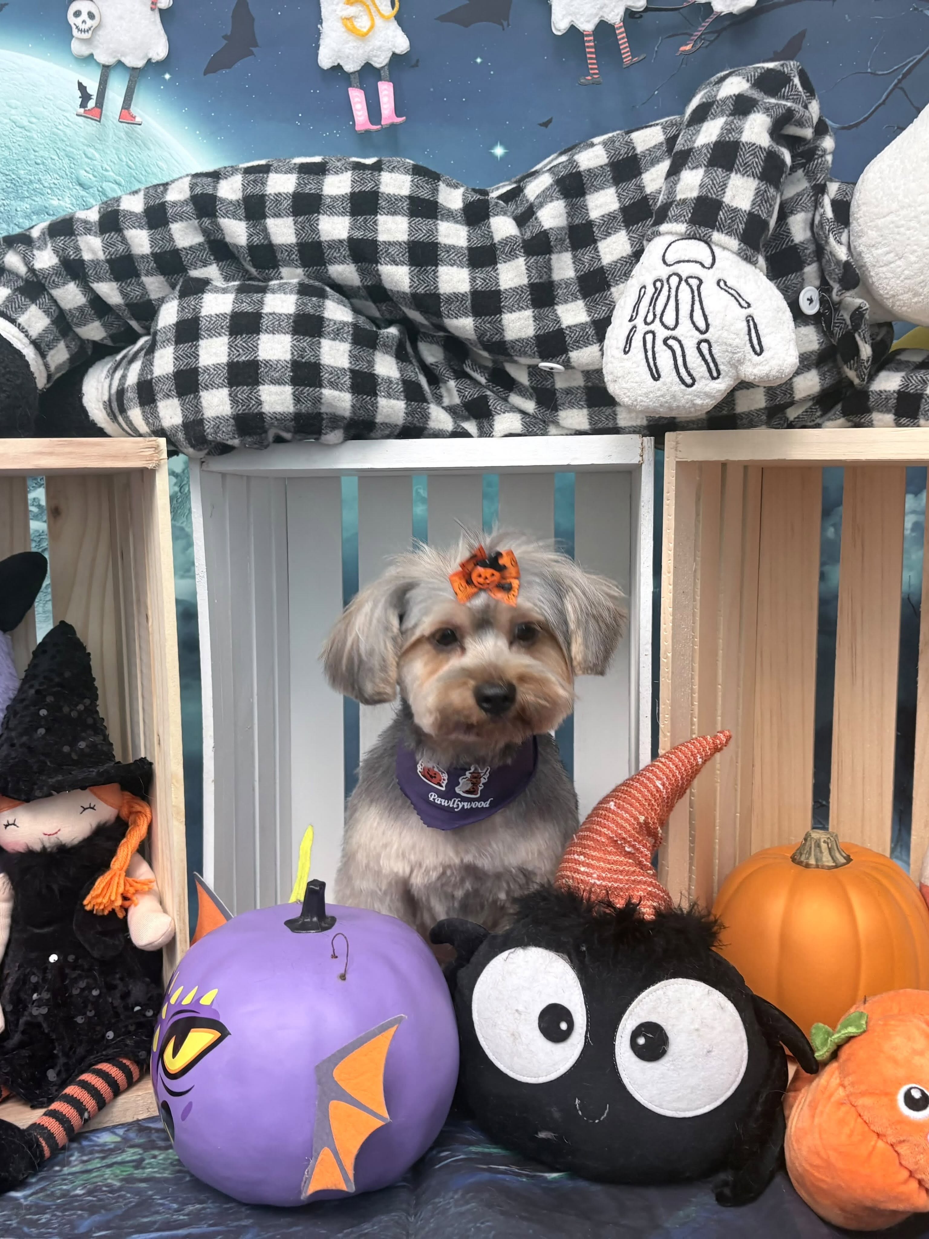 Pawllywood Star