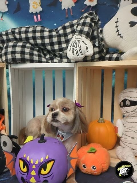 Pawllywood Star