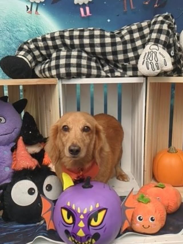 Pawllywood Star