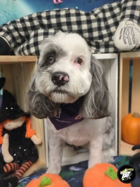 Pawllywood Star